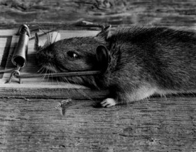 Bingung Ngatasi Gangguan Tikus di Rumah Anda? Coba Pakai Daun Sirsak, Ini Caranya