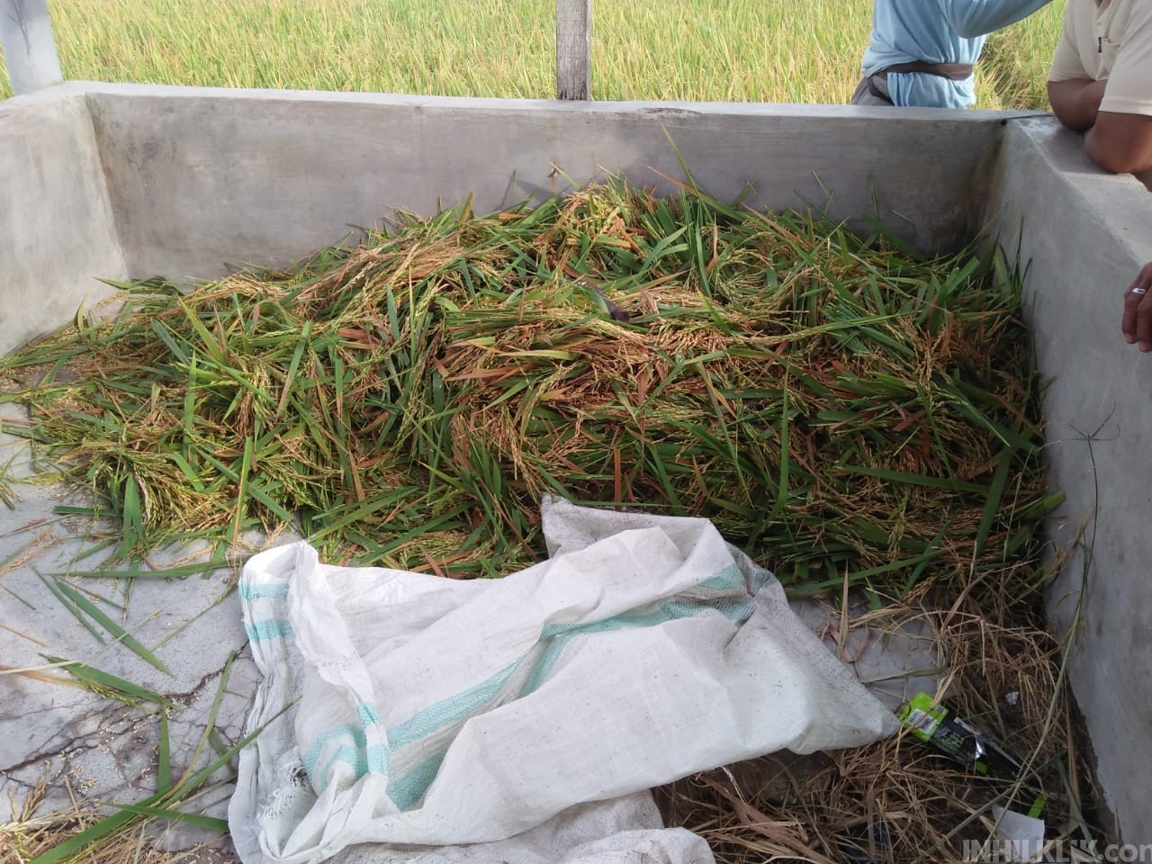 Nyolong Dua Goni Padi Siap Panen, Mawar Dijemput Polisi