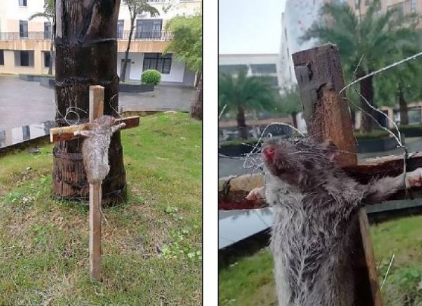 Seekor Tikus Dislib dan Bakar, Netizen Berang