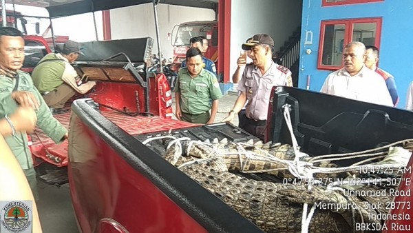 Diperkirakan Tersesat, Buaya 2 Meter Lebih Naik ke Permukiman Penduduk di Siak
