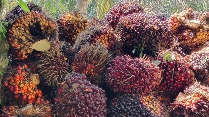 Naik, Harga TBS Kelapa Sawit Petani Swadaya Riau Dibayar Rp2.401,66 per Kg
