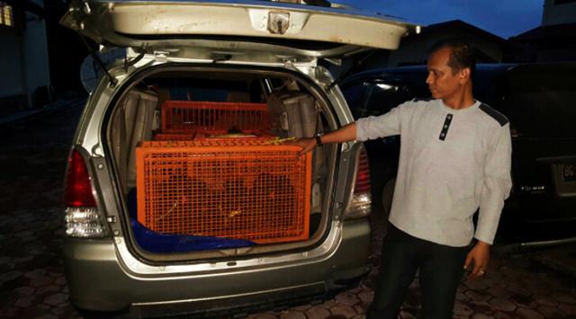 89 Trenggiling Nyaris Diolah Jadi Narkoba