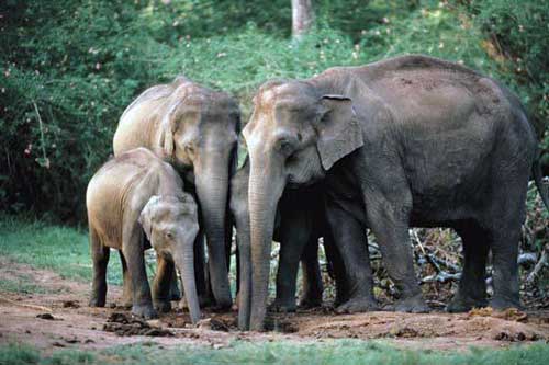 BBKSDA Riau Berupaya Untuk Evakuasi Gajah Liar Yang Tewaskan Warga
