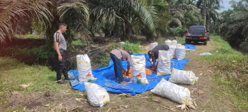 Panen Jagung Masuki Tahap Pascapanen, Polsek Sabak Auh Pastikan Proses hingga Penimbangan Berjalan Lancar