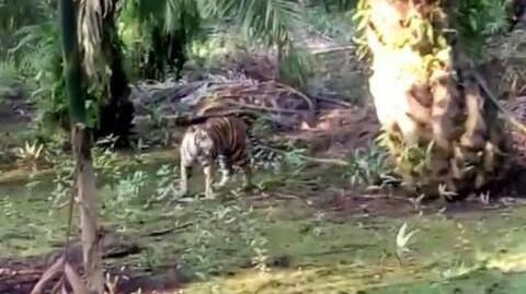 BBKSDA Riau Belum Tangkap Harimau Pemangsa Karyawati