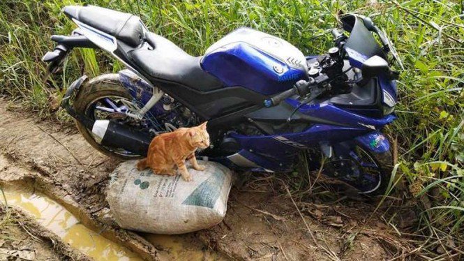 Yamaha R15 Dipakai Panen Cabai, Netizen pada Heboh