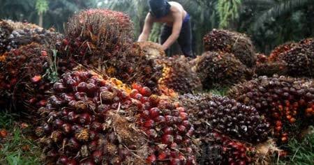 Harga Kelapa Sawit Mitra Swadaya Naik, Segini Harganya