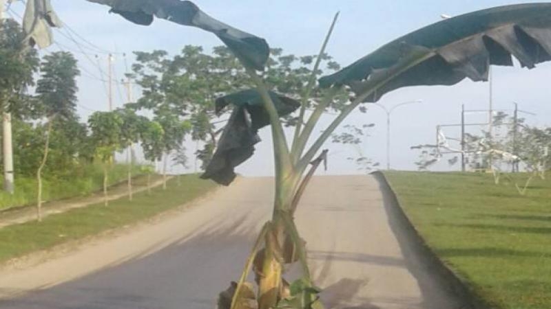 Warga Tanam Pisang di Tengah-tengah Jalan