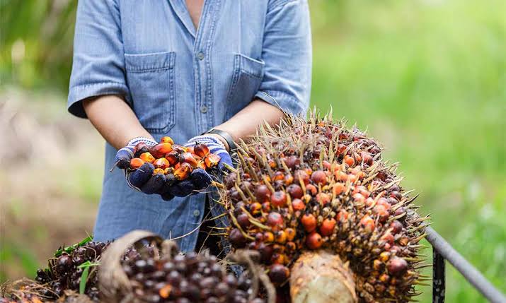 Naik, Inilah Daftar Harga Kelapa Sawit Petani Mitra Swadaya di Riau