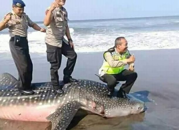 Injak Bangkai Hiu, Tiga Polisi ini Disanksi