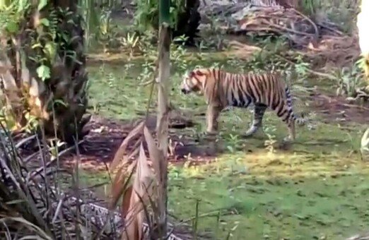 Tak Hanya Seekor, Harimau Masih Berkeliaran di Desa Tanjung Simpang, Inhil