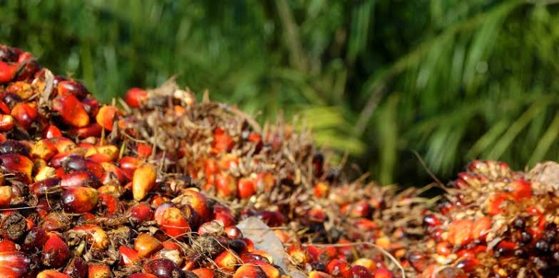 Ini Daftar Harga Kelapa Sawit Mitra Swadaya Periode 10-16 Januari 2024