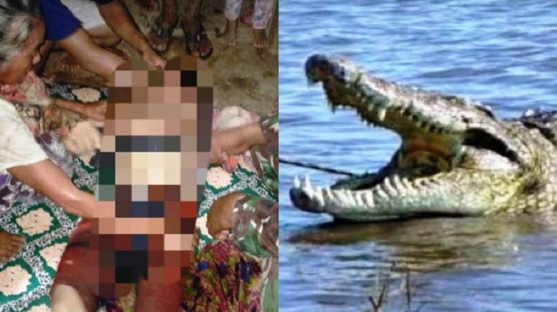 Lagi Mencuci di Sungai, Ibu Muda Tiga Anak Ini Tewas Diterkam dan Diseret Buaya Ganas