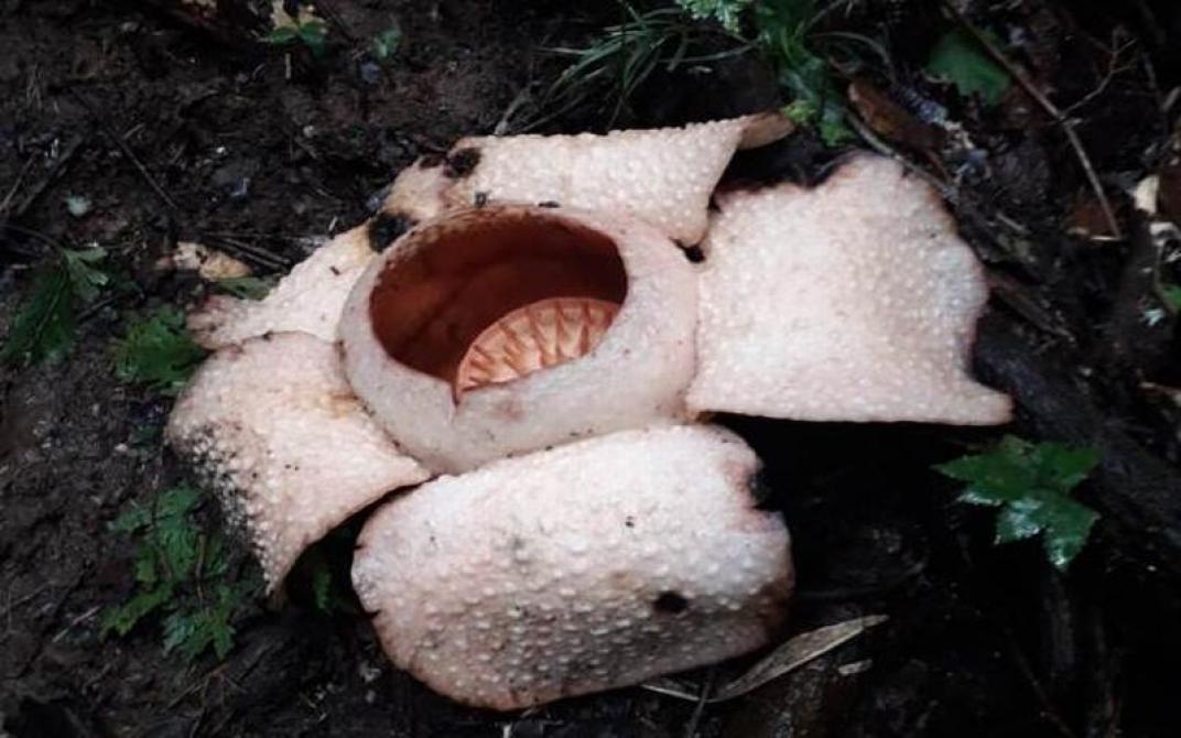Menyambangi Habitat Bunga Rafflesia 'Putih' yang Langka di Bengkulu