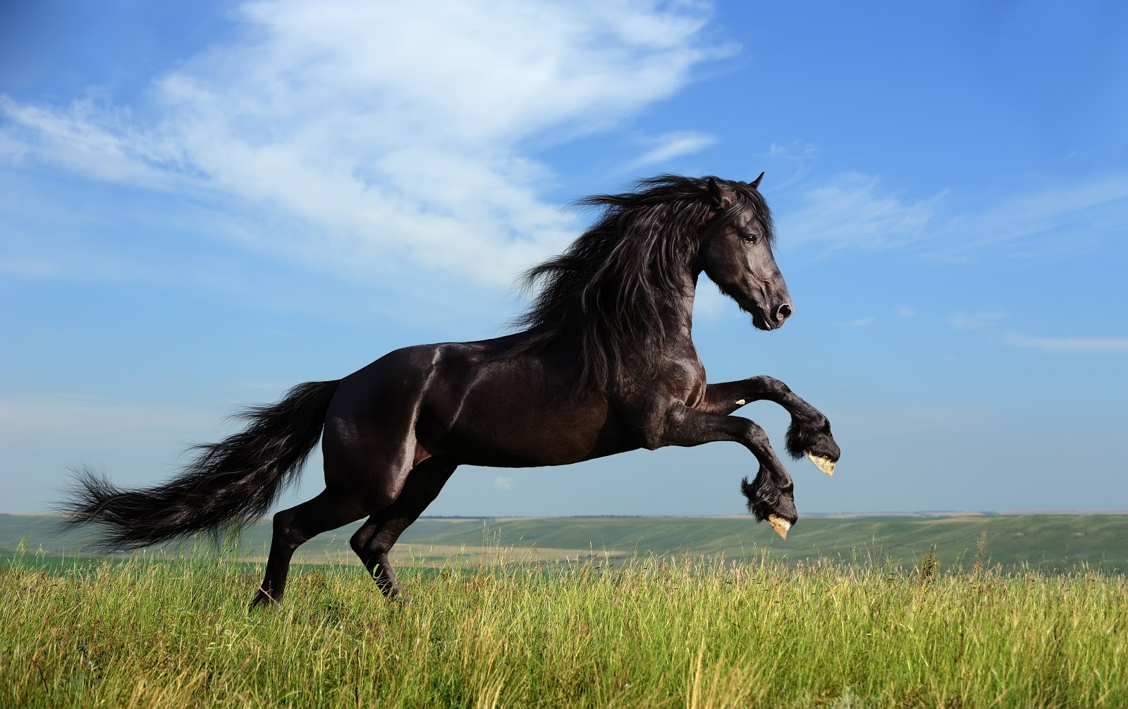 Baik Di Dalam Alquran Maupun Sains Menjelaskan Tentang Keistimewaan Kuda