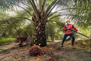 Pekan Ini TBS Sawit Riau Mitra Plasma Naik, Mitra Swadaya Turun