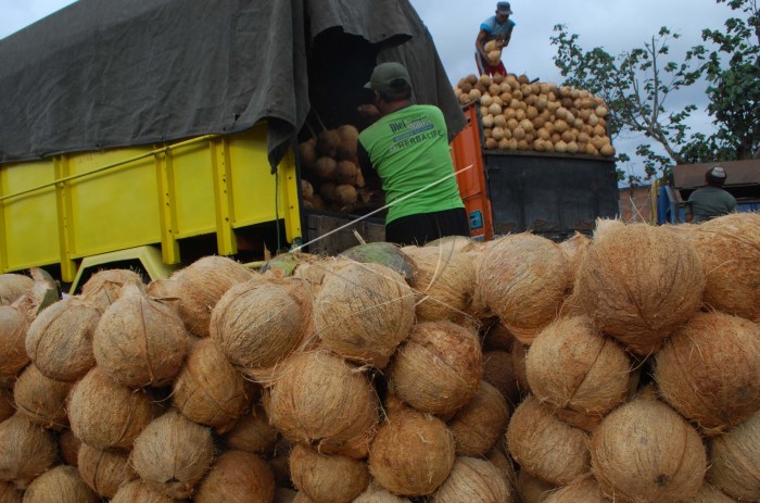 Petani Kelapa di Inhil Keluhkan Harga Kelapa Yang Terus Anjlok