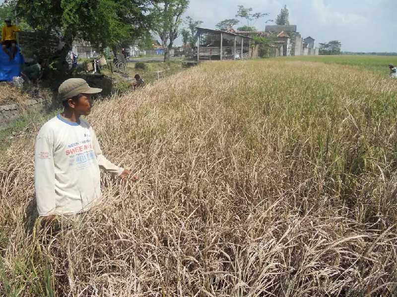 Disebabkan Limbah Perusahaan, Desa Kuala Sebatu di Inhil Tak Sehebat Dulu Lagi
