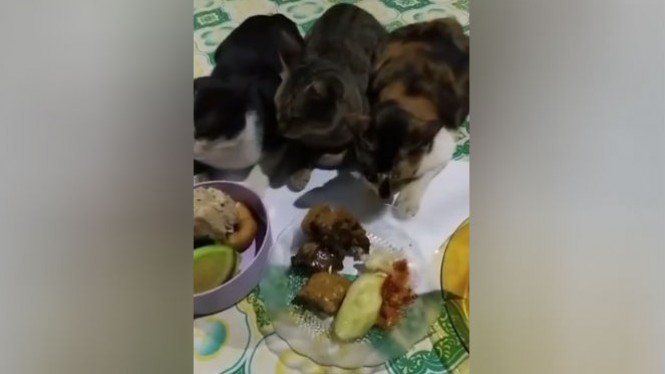Diceramahi, Reaksi Kucing-kucing Ini di Luar Dugaan
