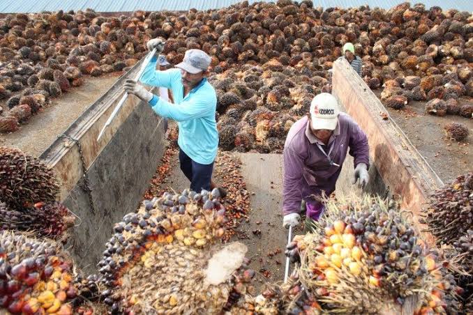 Harga Kelapa Sawit Mitra Plasma di Riau Rp2.655 per Kg