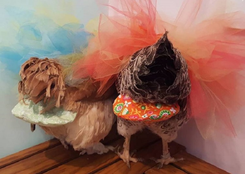 Wanita Ini Sukses dari Menjual Popok dan Gaun untuk Ayam