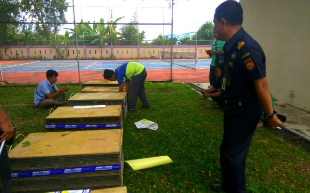 BC Dumai Amankan Ribuan Ekor Burung Jalak