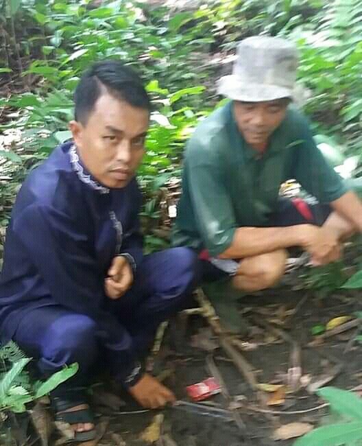 Warga Sibiruang Temukan Jejak Harimau di Kebun Karet, BKSDA Riau Diharap Turun ke Lokasi