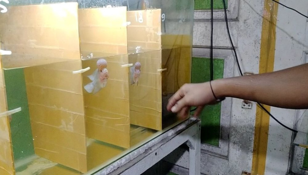 Simak Bisnis Ikan Louhan di Pekanbaru, yang Janjikan Untung Hingga Puluhan Juta Rupiah