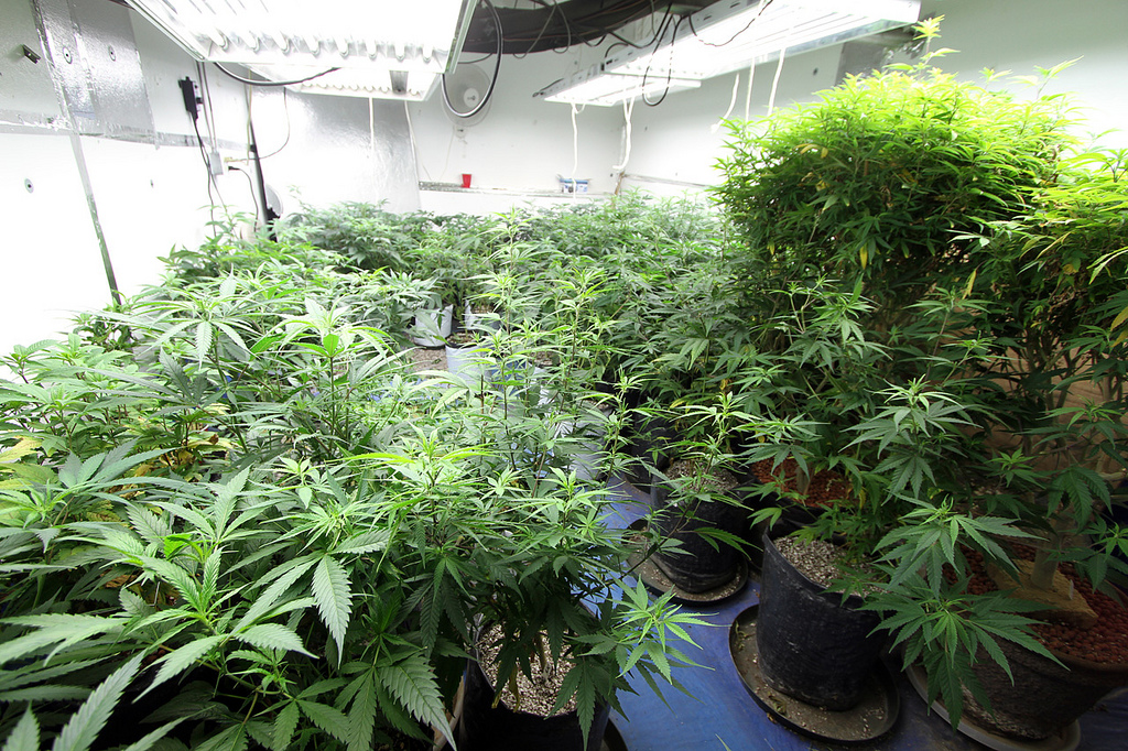 Malaysia Bakal Izinkan Warga Tanam Ganja untuk Medis