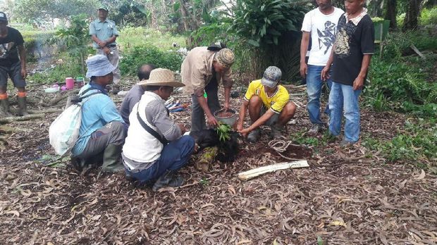 Doakan Harimau Bonita, Warga Tanam Kepala Kambing di Tengah Perkebunan Sawit