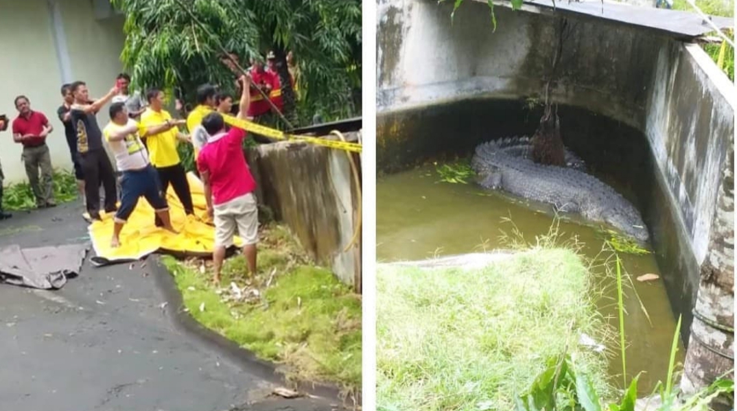 Seorang Wanita Tewas Diterkam Buaya, Tubuhnya Tercabik-cabik