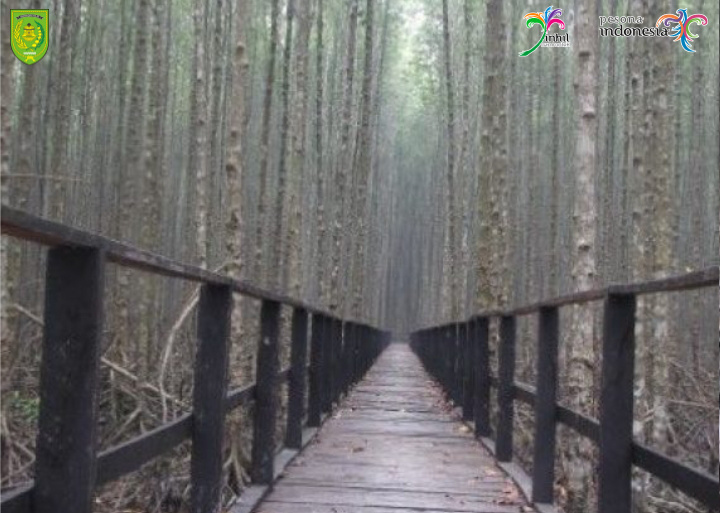 Indahnya Hutan Mangrove Di Sungai Asam Inhil