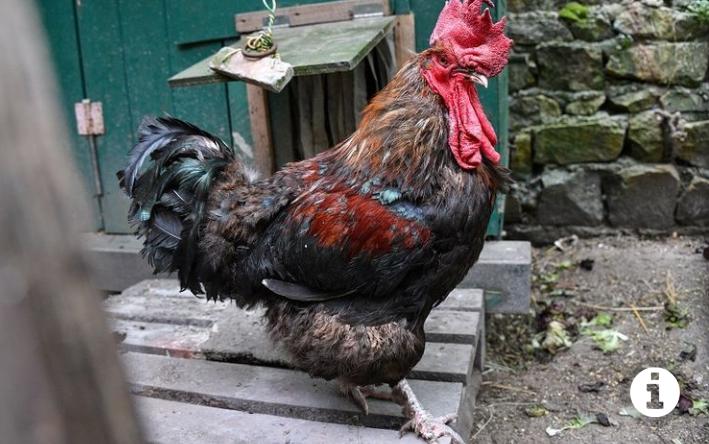 Seekor Ayam Jantan Dibawa ke Pengadilan Hanya Karena Persoalan Suara