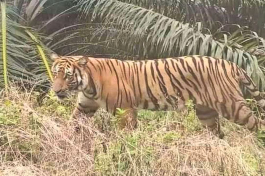 Viral Pemotor Rekam Penampakan Harimau di Buton Siak, Begini Penjelasannya