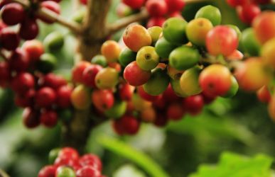 Dampak Disrupsi Iklim, Biji Kopi Akan Punah pada 2080