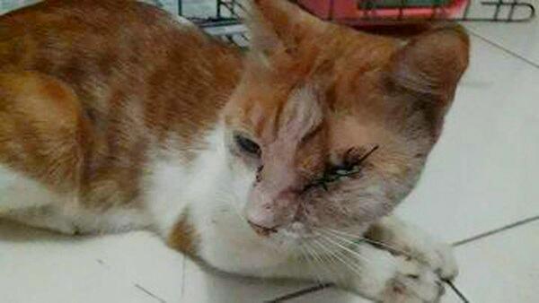 Ditembak Pakai Senapan Angin, Ucu Mengalami Buta Permanen Usai