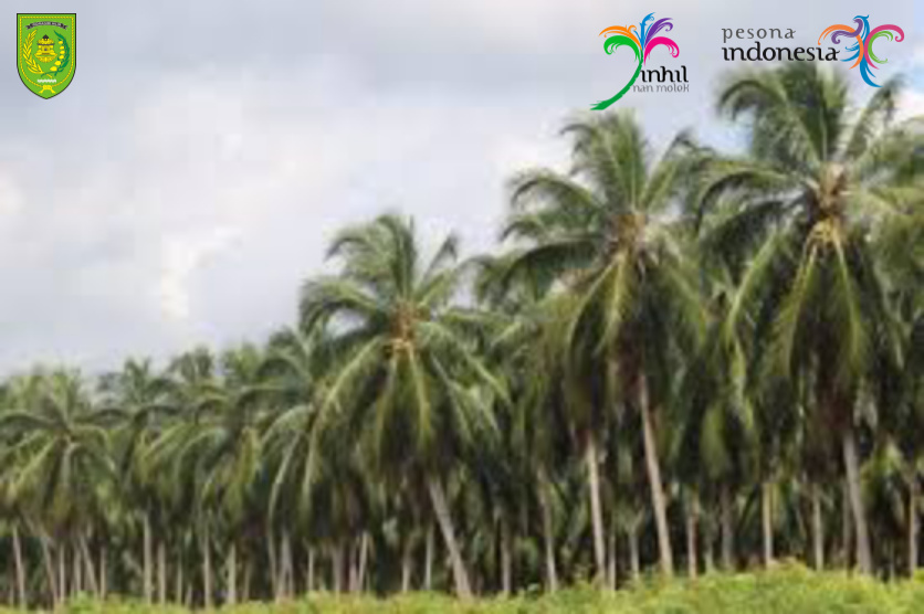 Hamparan Kelapa di Inhil Jadi Agro Wisata