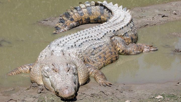 Seekor Buaya Terpaksa Dilarikan ke RS Setelah Tertindih Wanita 'Jumbo'