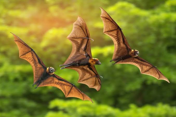 Kelelawar di Indonesia Juga Mengandung Virus Corona