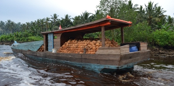 Harga Kelapa Terus Turun, Pemilik Kapal Motor di Inhil Mengeluh, Begini Katanya...