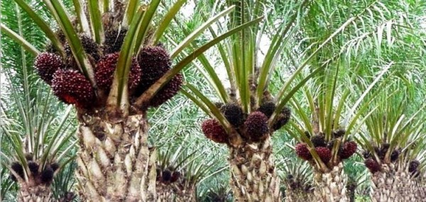 Harga TBS Sawit di Riau Turun Sepekan Kedepan, Cek Daftar Harga Lengkapnya di Sini