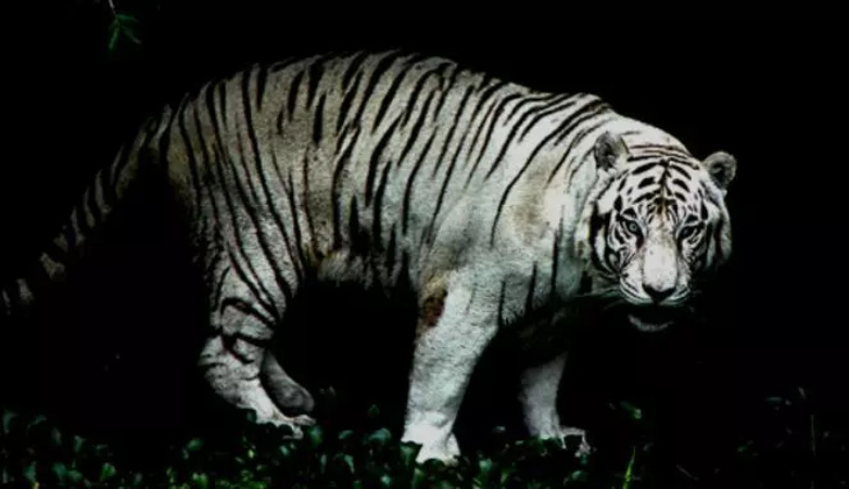 SEREEM!!! Kabarnya, Desa Tasik Raya, Inhil ada Harimau Jadi-jadian