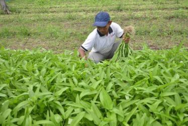 NTP Riau Naik, Petani Makin Sejahtera