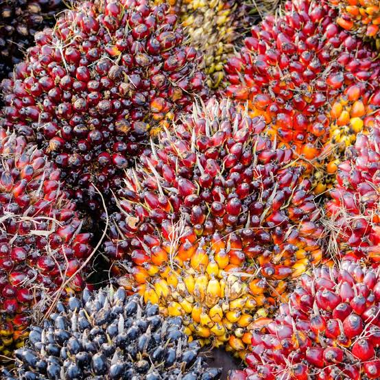 Harga Kelapa Sawit Mitra Plasma di Riau Naik Untuk Seminggu ke Depan