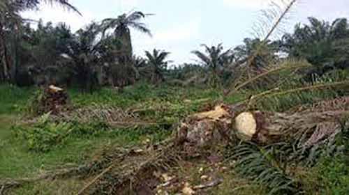 Proyek Aspirasi Anggota DPRD Inhu Bermasalah, Warga Tuntut Ganti Rugi karena Ratusan Pohon Sawit Ditumbang