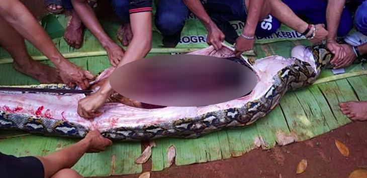 Tragedi Hari Lebaran: Anak Tewas Tertimpa Jenazah, Ibu Ditelan Ular Piton