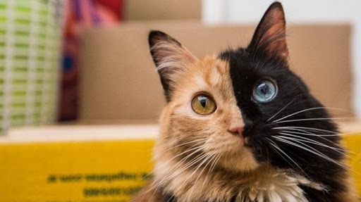 Komunitas Pecinta Kucing Sosialisasikan Penghentian Kekerasan Terhadap Hewan