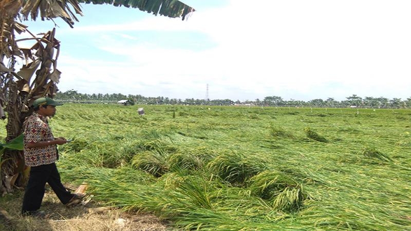 25 Hektar Padi Rusak Diterjang Angin Kencang