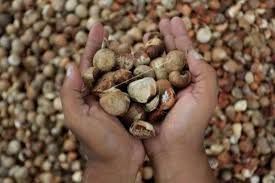 Harga Komoditi Perkebunan Riau Cenderung Stabil