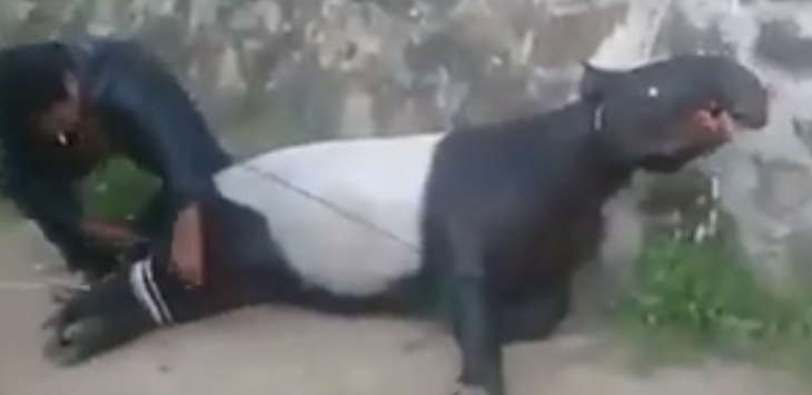 Warga Tangkap Hewan Langka Seberat 300 Kg, Begini Penampakannya